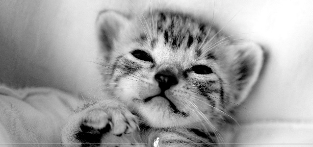 Getupfte Katzen aus Waldhut - Egyptian Mau von Skarabäus